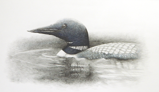 Loon - Judy Imeson