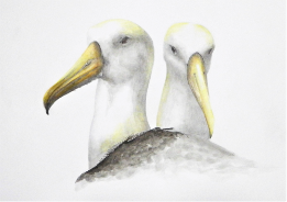 Albatross by Judy Imeson