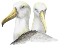 Albatross - Judy Imeson (2023)