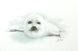 Baby Harp Seal - Judy Imeson 