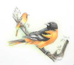 Baltimore Oriole - Judy Imeson (2023)