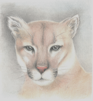 Cougar - Judy Imeson (2024)