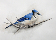 Blue Jay - Judy Imeson
