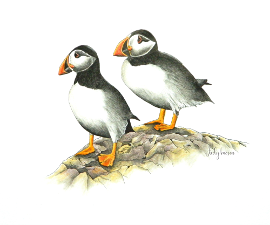 Puffins - Judy Imeson