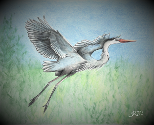 Blue Heron in Flight - Judy Imeson