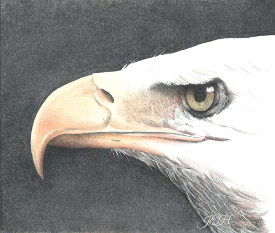 Bald Eagle II - Judy Imeson