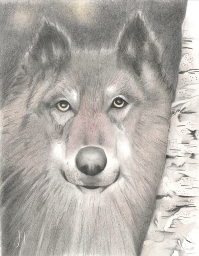 Grey Wolf - Judy Imeson (2024)