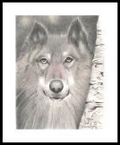 Saatchi Art - Grey Wolf - Judy Imeson