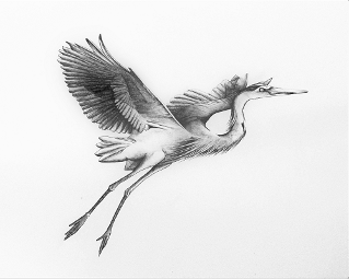 Blue Heron in Flight by Judy Imeson