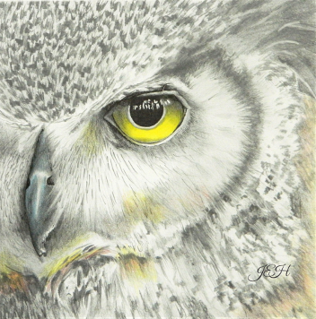 Great Horned Owl - Judy Imeson (2022)