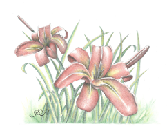 Lilies - Judy (Imeson) Horan