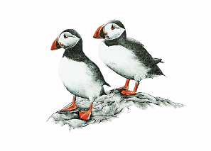 Puffins - Judy Imeson