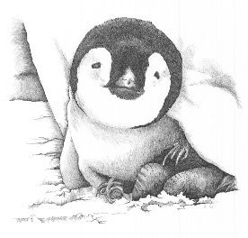 Young Penguin - Judy Imeson