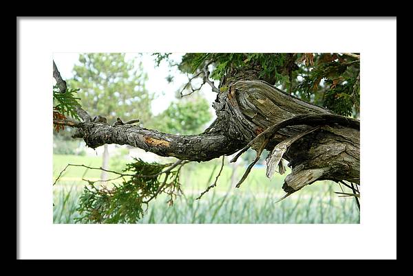 Judy Horan - Craggy Tree - Photo